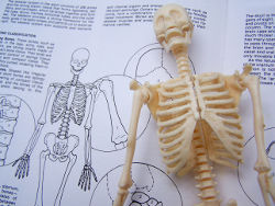 Skeleton on a studious book