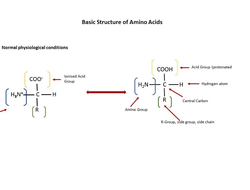 Amino Acid Basic Structure