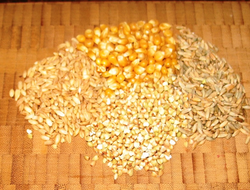 Selenium content of grains varies