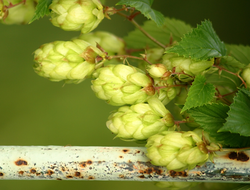 Hops have been harvested for beer making for centuries