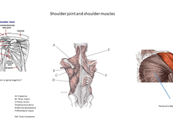 Your shoulder joint and shoulder muscles