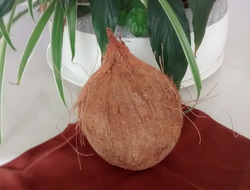 Coconut is the fruit of Cocos nucifera