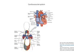 Your cardiovascular system