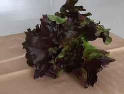 Varigated lettuce
