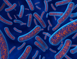 Bacteria an aid to digestion