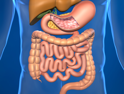 The small intestine is part of the GI tract