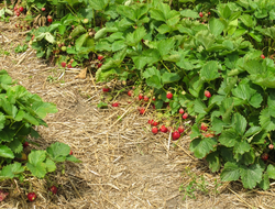 Organically  grown strawberries