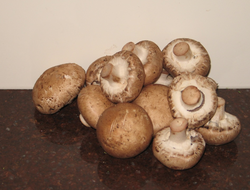 Mushrooms are a good source of niacin, riboflavin and pantothenic acid
