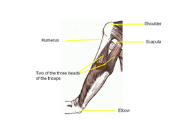 The triceps