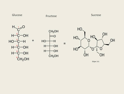 A sugar molecule