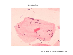 Lactobacilli against a body cell